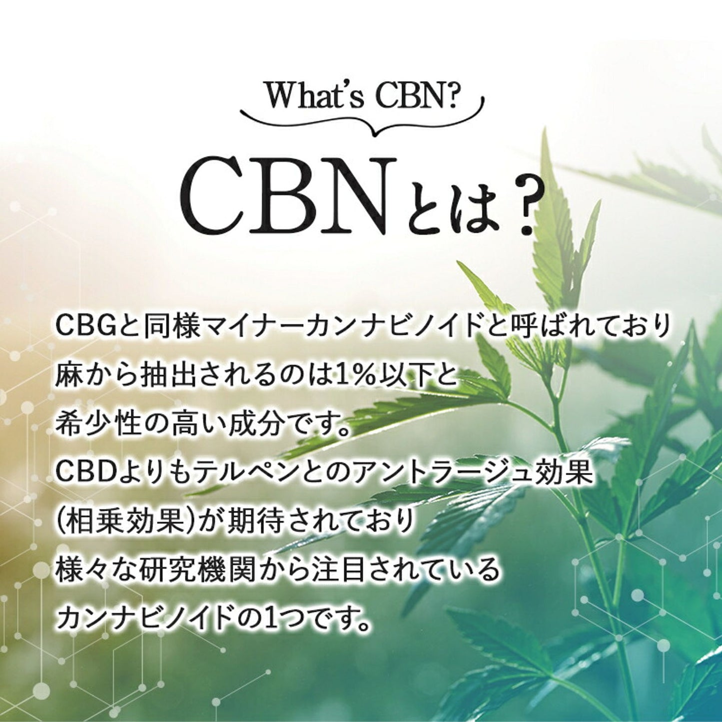 CBD + CBG + CBN 12% オイル 10g ( CBD 600mg CBG 400mg CBN 200mg )